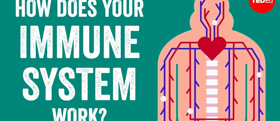 How does your immune system work? - Emma Bryce