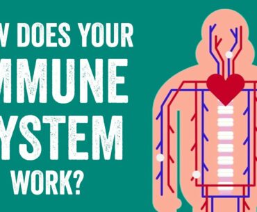 How does your immune system work? - Emma Bryce