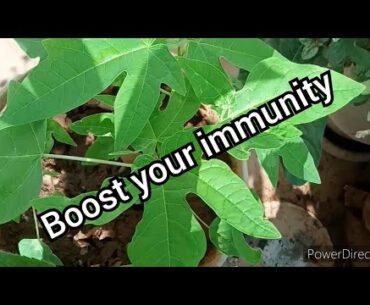 Boost your immunity#Home remedies#papaya #vitamin c rich