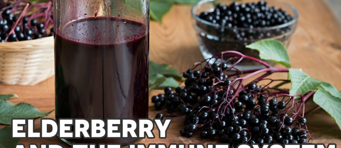 Elderberry & The Immune System | Ask the ND with Dr. Jeremy Wolf