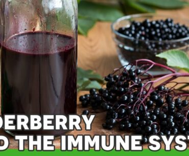 Elderberry & The Immune System | Ask the ND with Dr. Jeremy Wolf