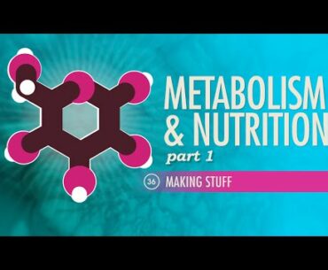 Metabolism & Nutrition, Part 1: Crash Course A&P #36