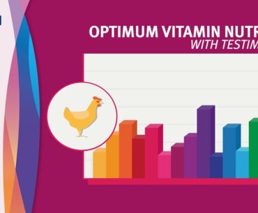DSM's Vision on Optimum Vitamin Nutrition with Testimonials by DSM Animal Nutrition and Health