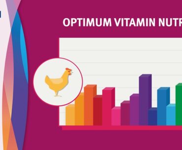 Optimum Vitamin Nutrition (OVN™) by DSM in Animal Nutrition and Health