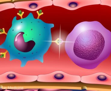 Vaccines and the Immune Response: How Vaccines Work