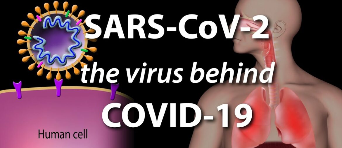 Understanding the Virus that Causes COVID-19, Animation