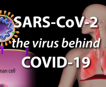 Understanding the Virus that Causes COVID-19, Animation