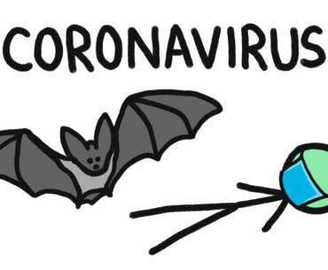 Why Do Bats Carry So Many Diseases? (like Coronavirus)