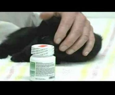 Caring for New Cats & Kittens : Cat Vitamin Supplements