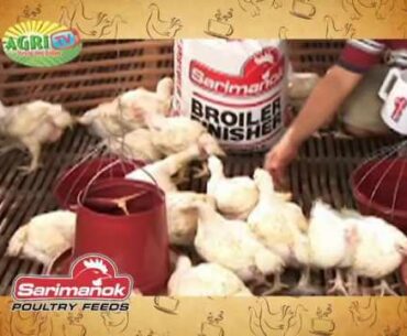 Sarimanok Poultry Feeds with Optimum Vitamin Nutrition Technology