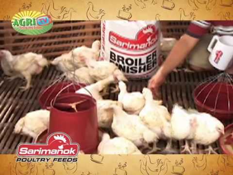 Sarimanok Poultry Feeds with Optimum Vitamin Nutrition Technology