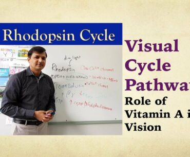 Visual Cycle and Vitamin A