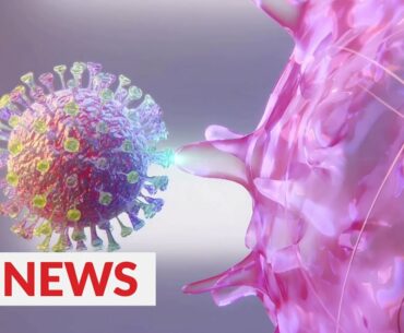 Explainer: How the coronavirus (SARS-CoV-2) infects human cells