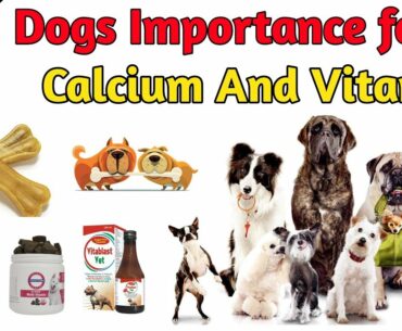 Calcium And Vitamins Are  Important for Dog  ? / Calcium Supplements For Puppy And Dog  / At Mix