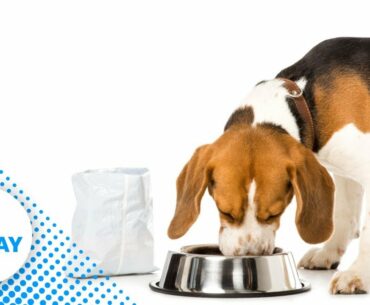 Hill's Pet Nutrition recalls pet food because of toxic vitamin D levels