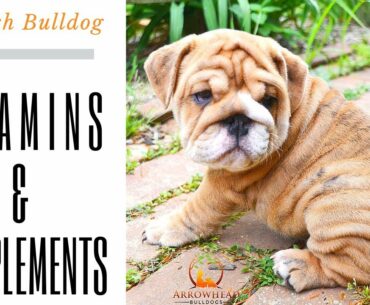 Vitamins and Supplements for English bulldog