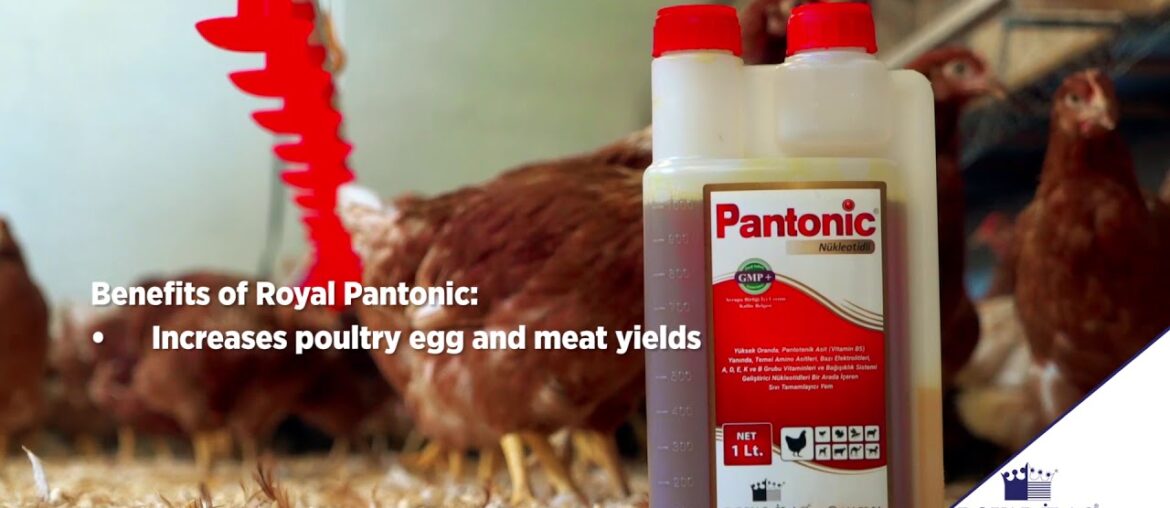 Liquid vitamin supplement containing a high level of pantothenic acid for poultry / Royal Ilac