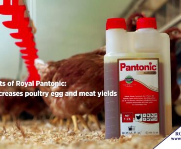 Liquid vitamin supplement containing a high level of pantothenic acid for poultry / Royal Ilac
