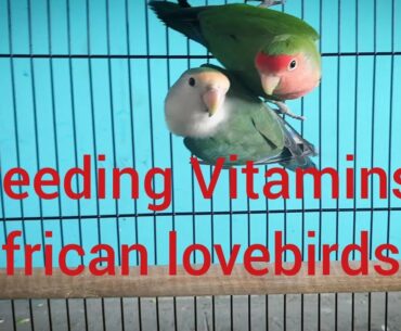 Breeding Vitamins and supplements for African lovebirds