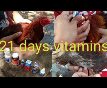 21 days vitamins & supplement 4 gamefowl