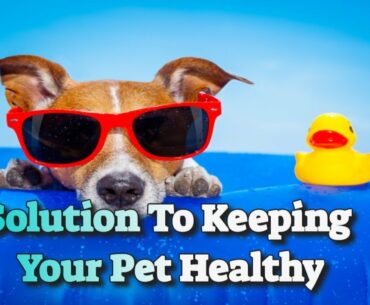 Best Vitamin Supplements For Dogs