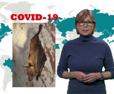 Coronavirus (COVID-19): Why are bat viruses so deadly?