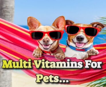 Vitamin Supplements For Dogs To Help With Healthier Skin And Coat...