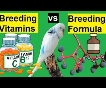 Budgies breeding Vitamins vs Budgies Breeding Formula | breeding supplement