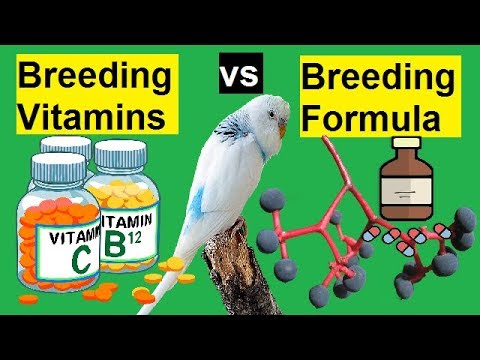 Budgies breeding Vitamins vs Budgies Breeding Formula | breeding supplement