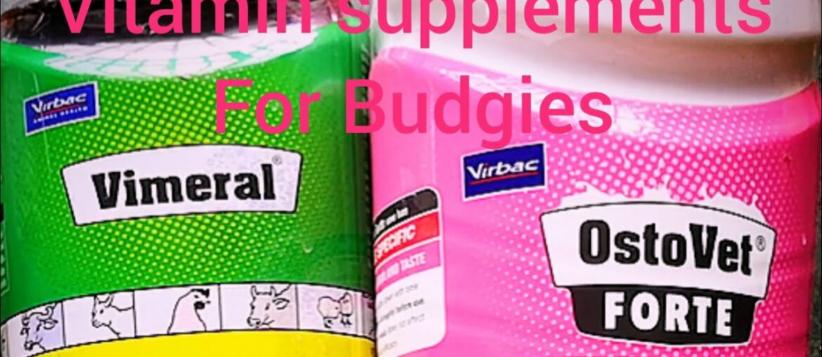 Vitamins and supplements for budgies and Japanese hogoromo Helicopter butterfly Budgies In Tamil