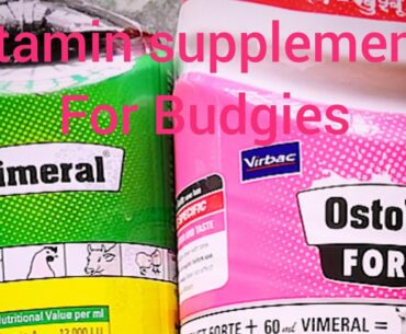 Vitamins and supplements for budgies and Japanese hogoromo Helicopter butterfly Budgies In Tamil