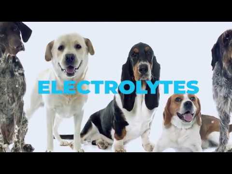 BEST VITAMIN SUPPLEMENT FOR DOGS; MIX VITAMINS IN WATER; CHICKEN FLAVORED ELECTROLYTES