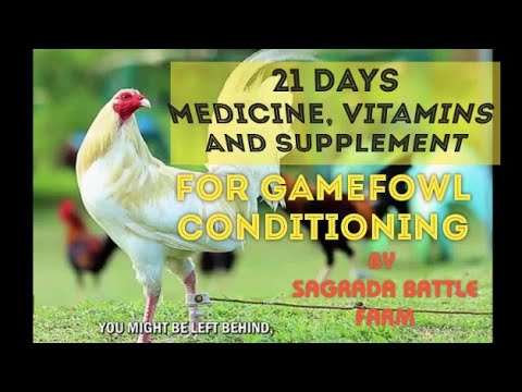 21 DAYS MEDICINE , VITAMINS AND SUPPLEMENT FOR GAMEFOWL CONDITIONING #GUIDE #GAMEFOWL #SABONG