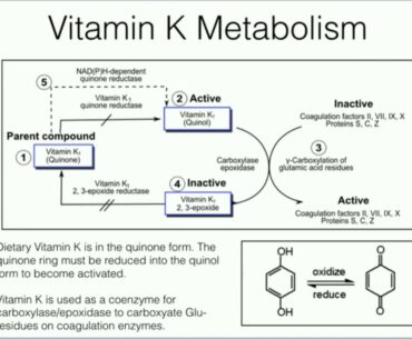 Vitamin K: Metabolism and Function