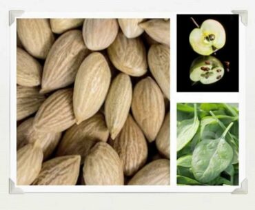 Vitamin B17 Laetrile - A Historic Alternative Cancer Prevention Supplement