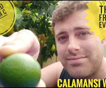 Affordable Diet to Boost Immune System During Covid-19 Crisis:The Philippines Calamansi Fruit + More