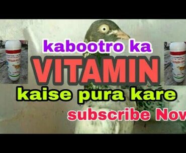 how to Remove Pigeons vitamin ll kabootar ki achi health ka dawa