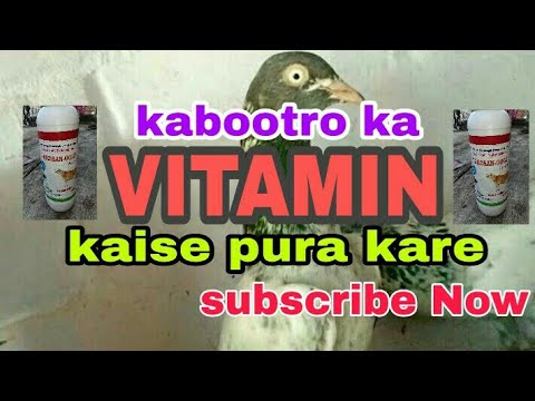 how to Remove Pigeons vitamin ll kabootar ki achi health ka dawa