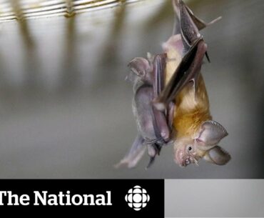 Bats likely spread coronavirus, but don’t get sick