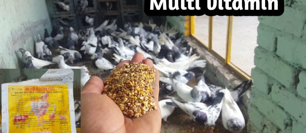 Feed For Breeder Pigeons | Tips Multi Vitamins | Dany Ka Best Time || Hashim Mahmood Pigeons