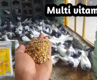 Feed For Breeder Pigeons | Tips Multi Vitamins | Dany Ka Best Time || Hashim Mahmood Pigeons