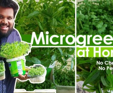 Microgreens/how to grow microgreens at home #nutritional #healthy #vitamin #iron