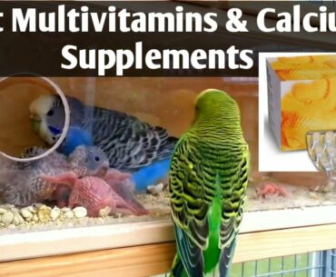 Budgies Parrots Supplements Calcium and Vitamins