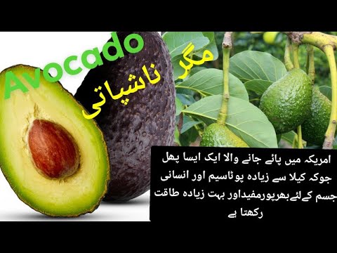 Benefits of avocado  new hindi /urdu (مگر ناشپا تی کے فواہد) health benifits of avocado