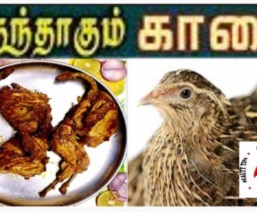 BENEFITS OF KAADAI FRY (QUAIL) & EATING ( TAMIL) / SAM FITNESS