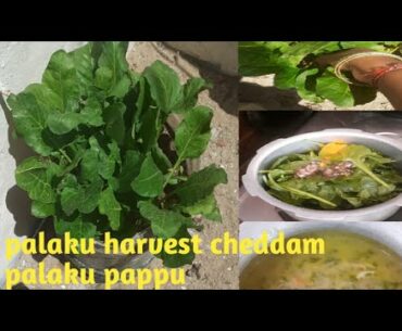 Palaku harvest cheddam ll palaku pappu ll immunity enhancing vegetable