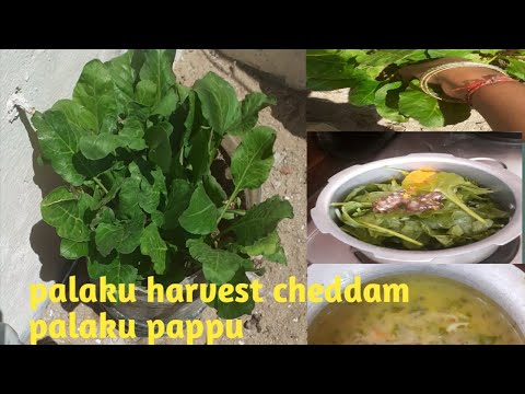 Palaku harvest cheddam ll palaku pappu ll immunity enhancing vegetable
