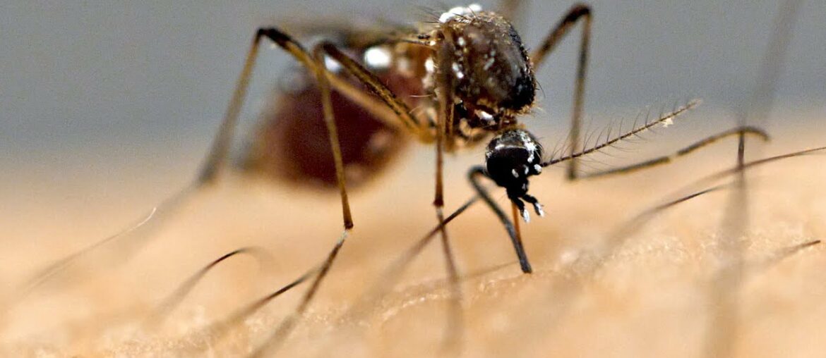 Why Are Mosquitoes Attracted To You?!