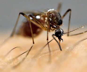 Why Are Mosquitoes Attracted To You?!