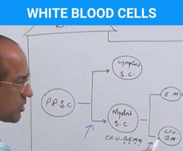 Leukocytes - White Blood Cells - Immune System